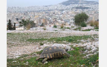 Photo of a tortoise on the edge of Athens, Greece.