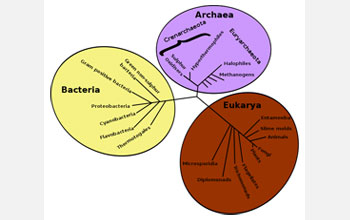 Illustration of the tree of life showing bacteria, archaea and eukaryotes.