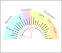 Illustration of the tree of life showing small black line which is ancestor of all life on Earth.