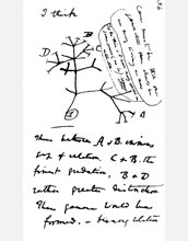 Sketch from Charles Darwin's notebook showing the first evolutionary tree.