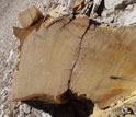 Photo of a tree trunk cross section.