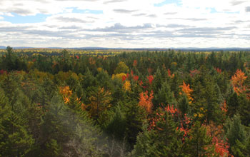 Trees as seen from the top of an eddy-covariance tower in Maine.