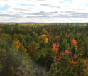 Trees as seen from the top of an eddy-covariance tower in Maine.