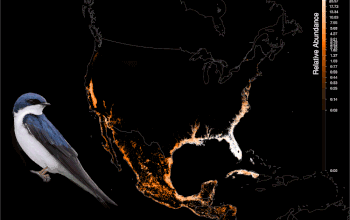 animation showing north AMerica map with predicted tree swallows population abundance