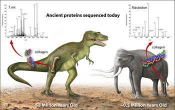 Illustration and text: T. rex and mastadon showing ancient proteins sequenced today.