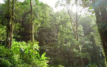 Photo of tropical forest
