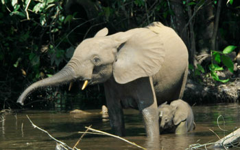 Adult African elephant and baby in a river.