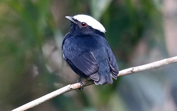 White-crowned manakin populations accumulated differences in their songs and plumage patterns.