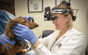 Researchers develop treatment using turmeric for canine eye condition