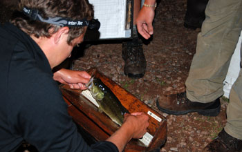 Photo of a largemouth bass being measured by a researcher.