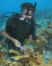 Biologist James Porter samples an elkhorn coral colony for white pox disease.