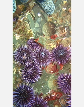 A group of adult purple sea urchins spawns in a kelp bed off the California coast.