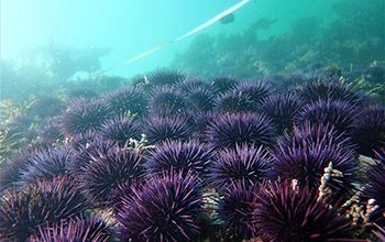 purple sea urchins