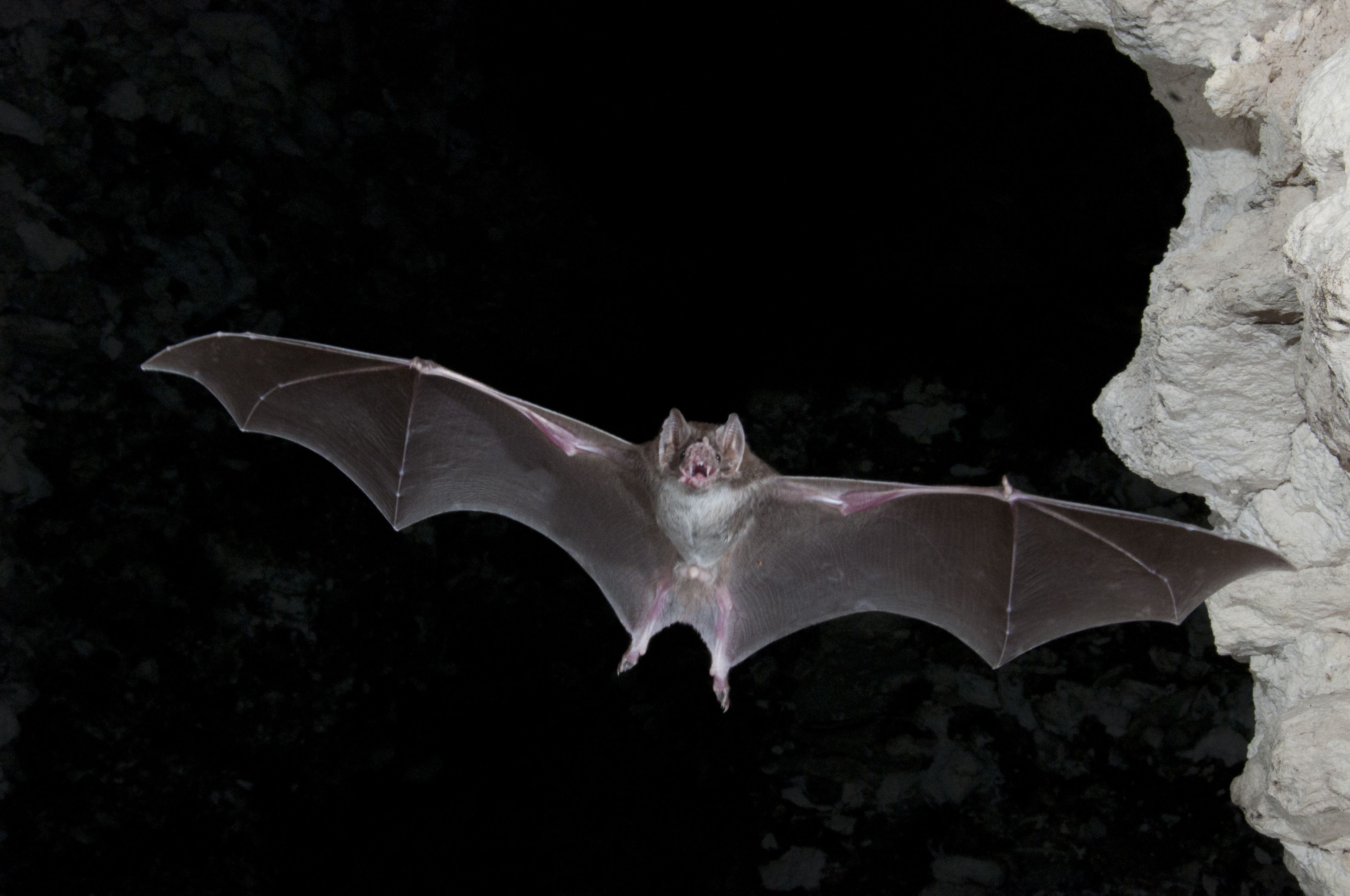 The Night Life: Why We Need Bats All the Time--Not Just on Halloween- All  Images | NSF - National Science Foundation