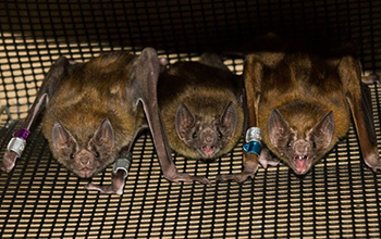 For female vampire bats, there's an equal chance to rule the roost, scientists are finding.