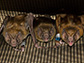 For female vampire bats, there's an equal chance to rule the roost, scientists are finding.