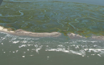 Marshes absorb wave energy, helping protect coasts from severe storms and sea level rise.