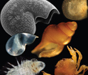 Images of larvae of deep-sea hydrothermal vent species that travel unprecedented distances.