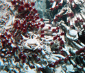 Photo of tubeworms and clams around a deep-sea hydrothermal vent.