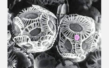 a coccolithovirus (pink dot) infecting the widespread ocean plankton Emiliania huxleyi.