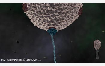 DNA entering the gp17 motor complex on the T4 capsid.