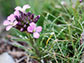 Erysimum baeticum, a wallflower from the Sierra Nevada mountains