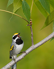 golden-winged warbler