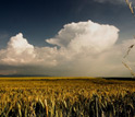 Photo of a field of grain produced by dryland agriculture.