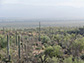 The saguaro cactus of the Sonoran Desert in the Southwest United States