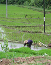 Photo of a woman working in rice paddies in ChangQing, China.