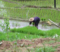 Photo of a woman working in rice paddies in ChangQing, China.
