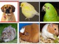 images of animals and birds