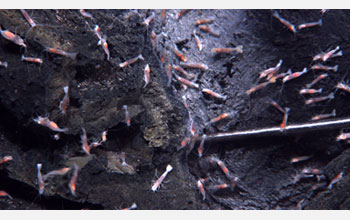 Photo of shrimp congregating in hot, acid waters near the summit of West Mata Volcano.