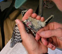 Photo of scientist Marm Kilpatrick taking a blood sample from a downy woodpecker.