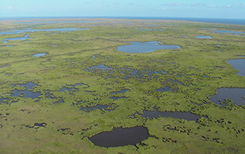 Large-scale wetlands construction may be an effective treatment for farm runoff.