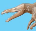 Illustration of male Maiacetus inuus with opaque skelton overlay.