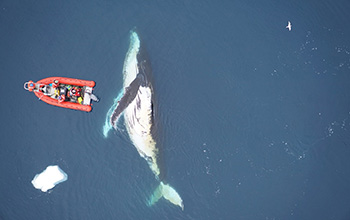 Researchers from Stanford University, UC Santa Cruz and Duke University investigate a humpback whale by boat and drone in the surface waters near the Western Antarctic Peninsula.