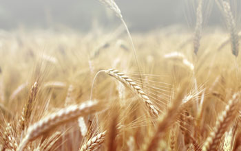 Close up photo of wheat plants ready for harvest.