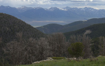 Photo of dead whitebark pine trees in a mountenous area