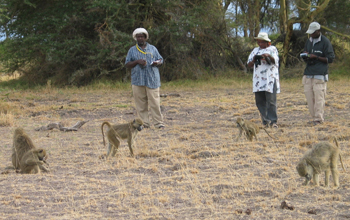 Photo of a team of field assistants observing baboons in Amboseli National Park.