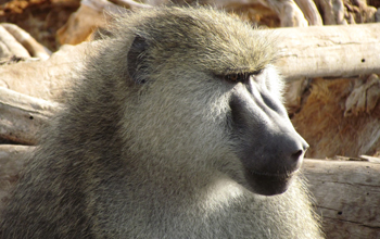 Photo of an adult male member of the Amboseli baboon population.