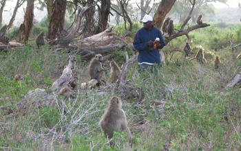 Photo of field assistant Kinyua Warutere with baboons.