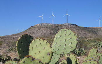 Photo of a wind farm in the background and cacti in the foreground.