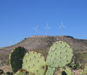 Photo of a wind farm in the background and cacti in the foreground.
