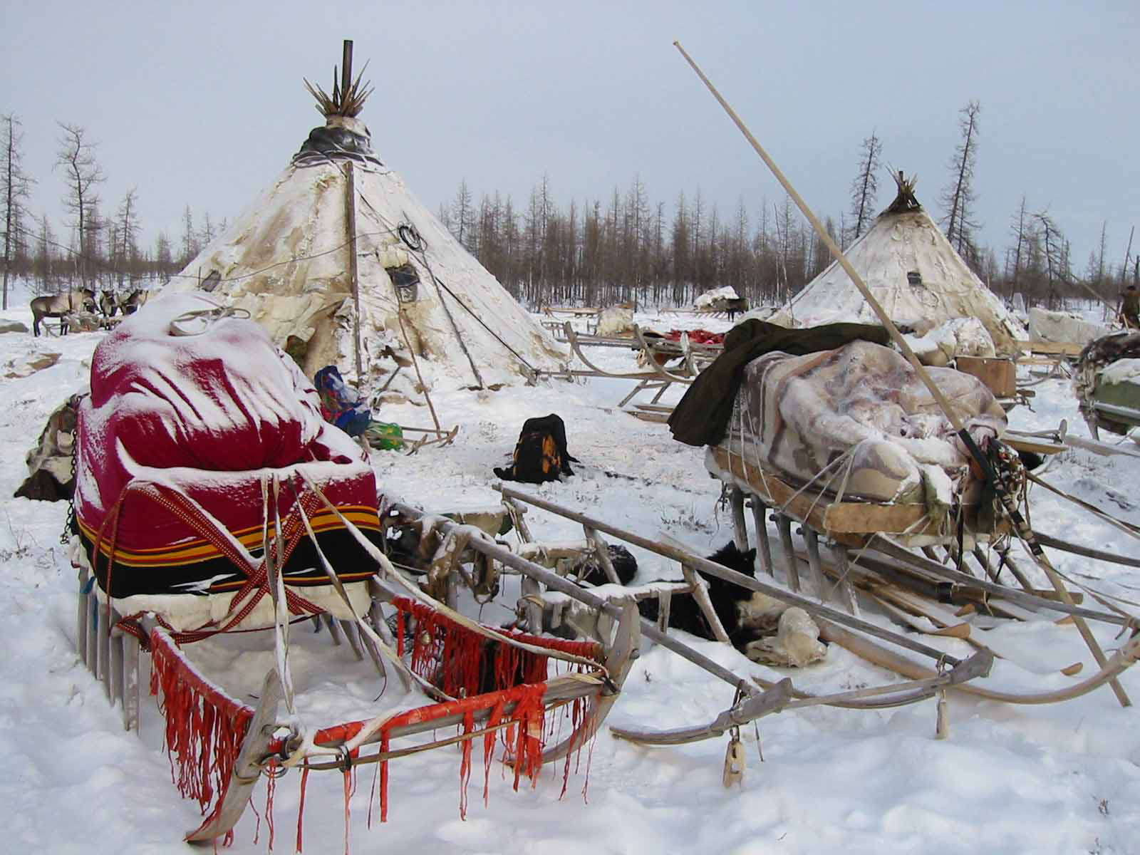 Building a chum with Siberia's Nenets nomads