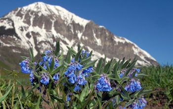 Dwarf bluebells in bloom with a snowy mountain peak in the background.