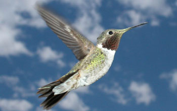 Male broad-tailed hummingbird with the yellow pollen on its bill.