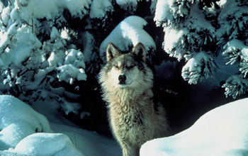 a wolf watching for prey through a snow-covered forest.