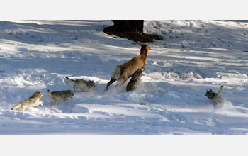 wolves hunting an elk in Yellowstone's deep winter snows.