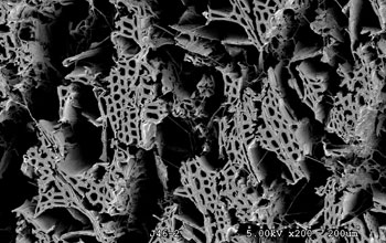Scanning electron micrograph of wood that has been decayed by white rot.